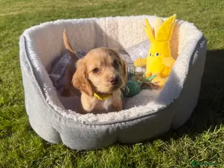 Cocker Spaniel dogs 1 BOY LEFT Lemon And Red Cocker Spaniel Pups - Advert 14