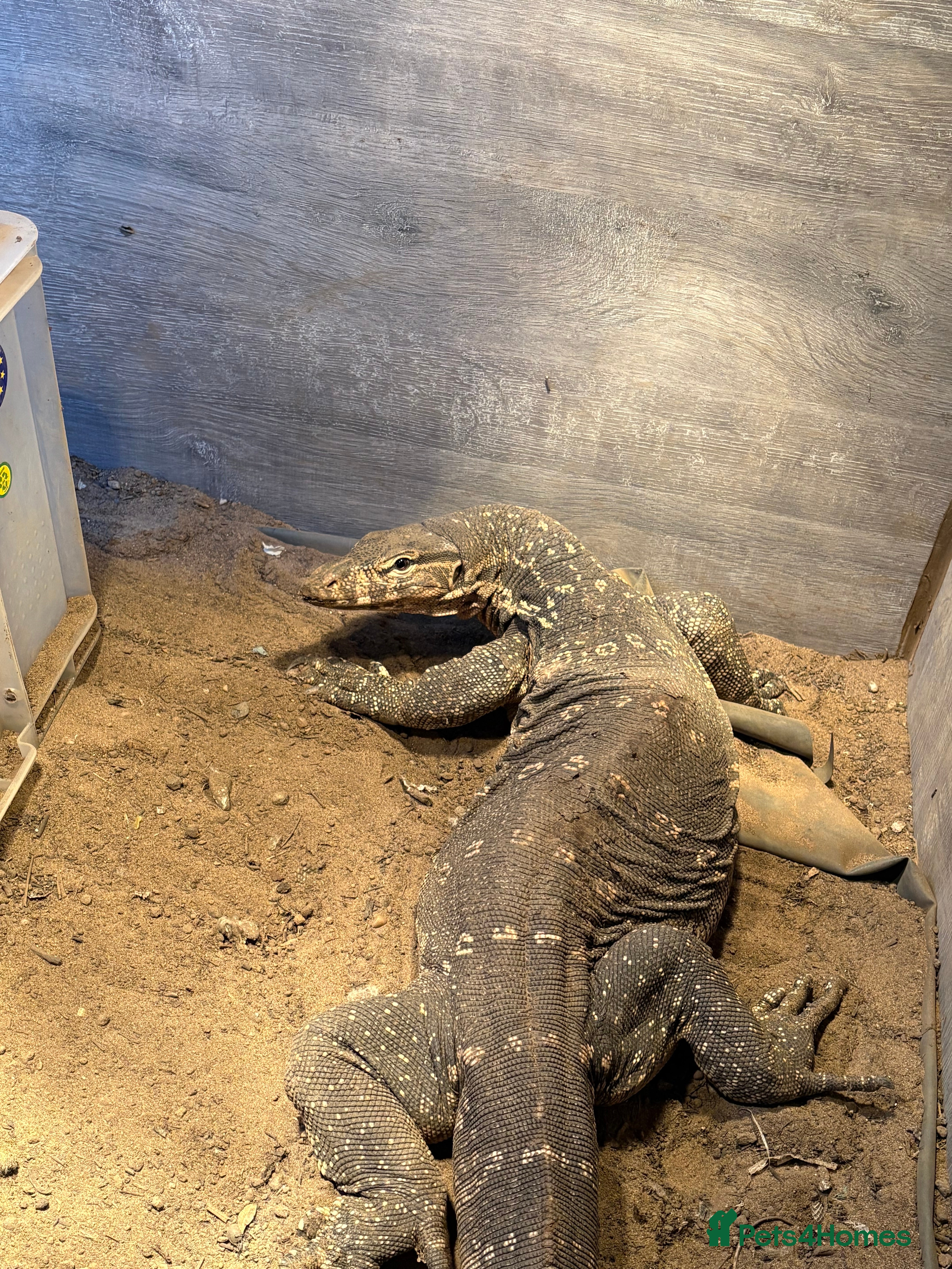Monitor reptiles Ornate monitor / Asian water monitor /Bosc monitor - Advert 8