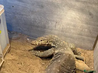 Monitor reptiles Ornate monitor / Asian water monitor /Bosc monitor - Advert 8