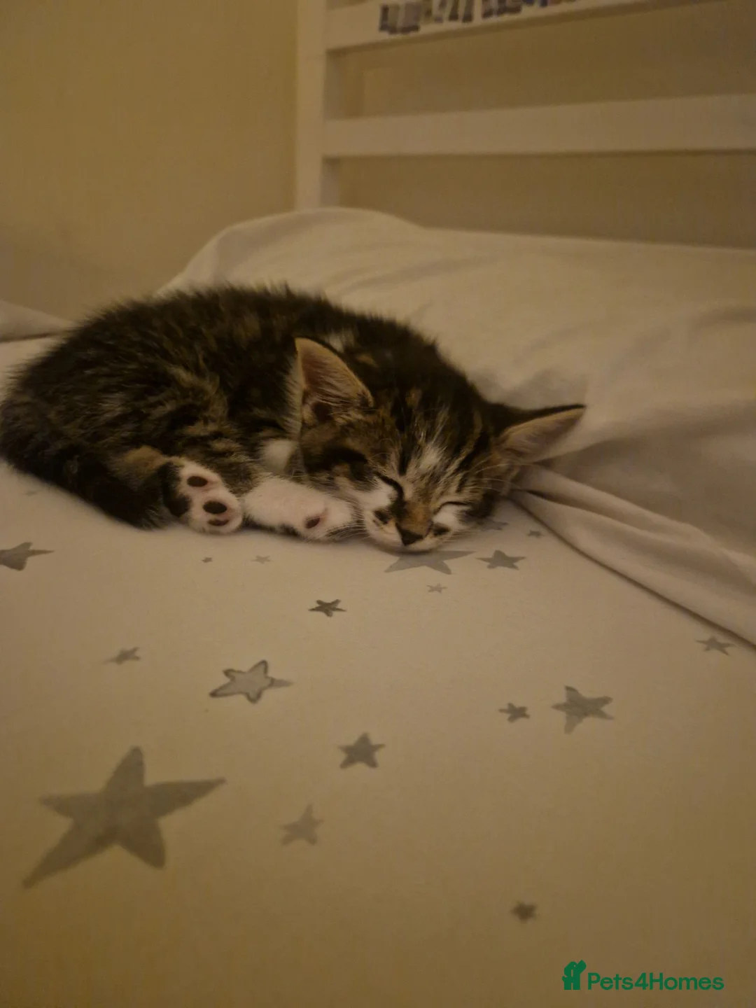 Norwegian Forest Cat cats for sale: 2 x Kittens - Advert 2