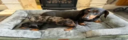 Miniature Dachshund dogs for sale: Miniature Dachsund in Nelson - Advert 4