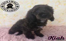 Cockapoo dogs for sale: Exceptional Cockapoo Girls: Ready Now  - Image 18