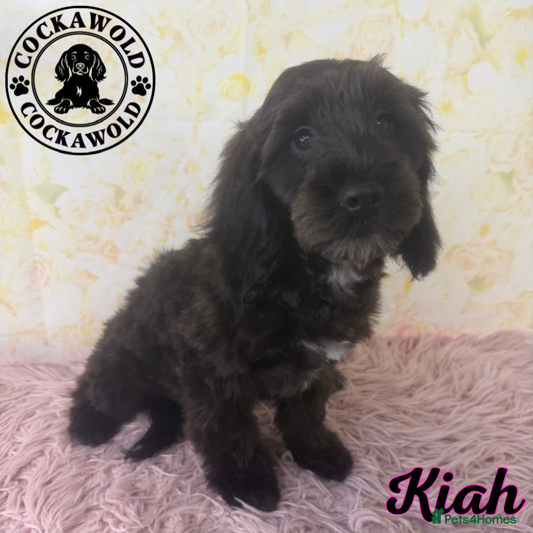 Cockapoo dogs for sale: Exceptional Cockapoo Girls: Ready Now  - Image 18