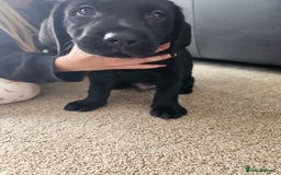 Labrador Retriever dogs for sale: 2boys / 4 girls  READY TODAY FOR FOREVER HOMES - Image 34
