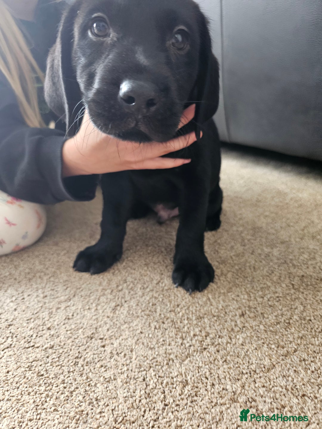 Labrador Retriever dogs for sale: 2boys / 4 girls  READY TODAY FOR FOREVER HOMES - Image 34