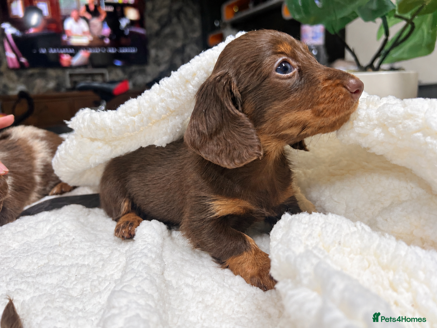 Miniature Dachshund dogs for sale: Tiny KC Longhair Dachshunds  Chocolate & Dapple - Advert 2