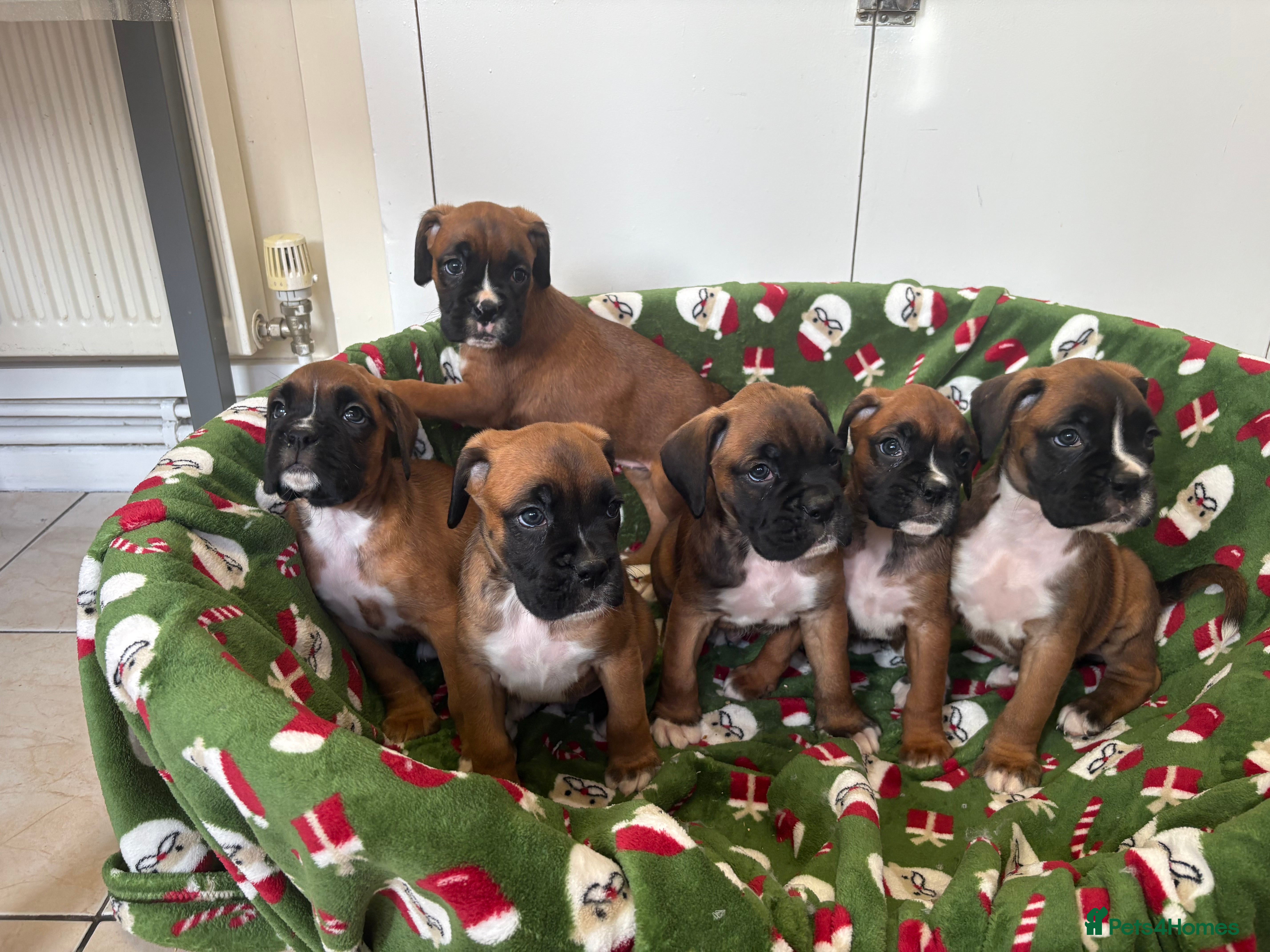 Boxer dogs Boxer puppy’s  - Advert 1