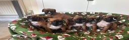 Boxer dogs for sale: Boxer puppy’s  - Advert 1