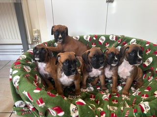 Boxer dogs Boxer puppy’s - Advert 1