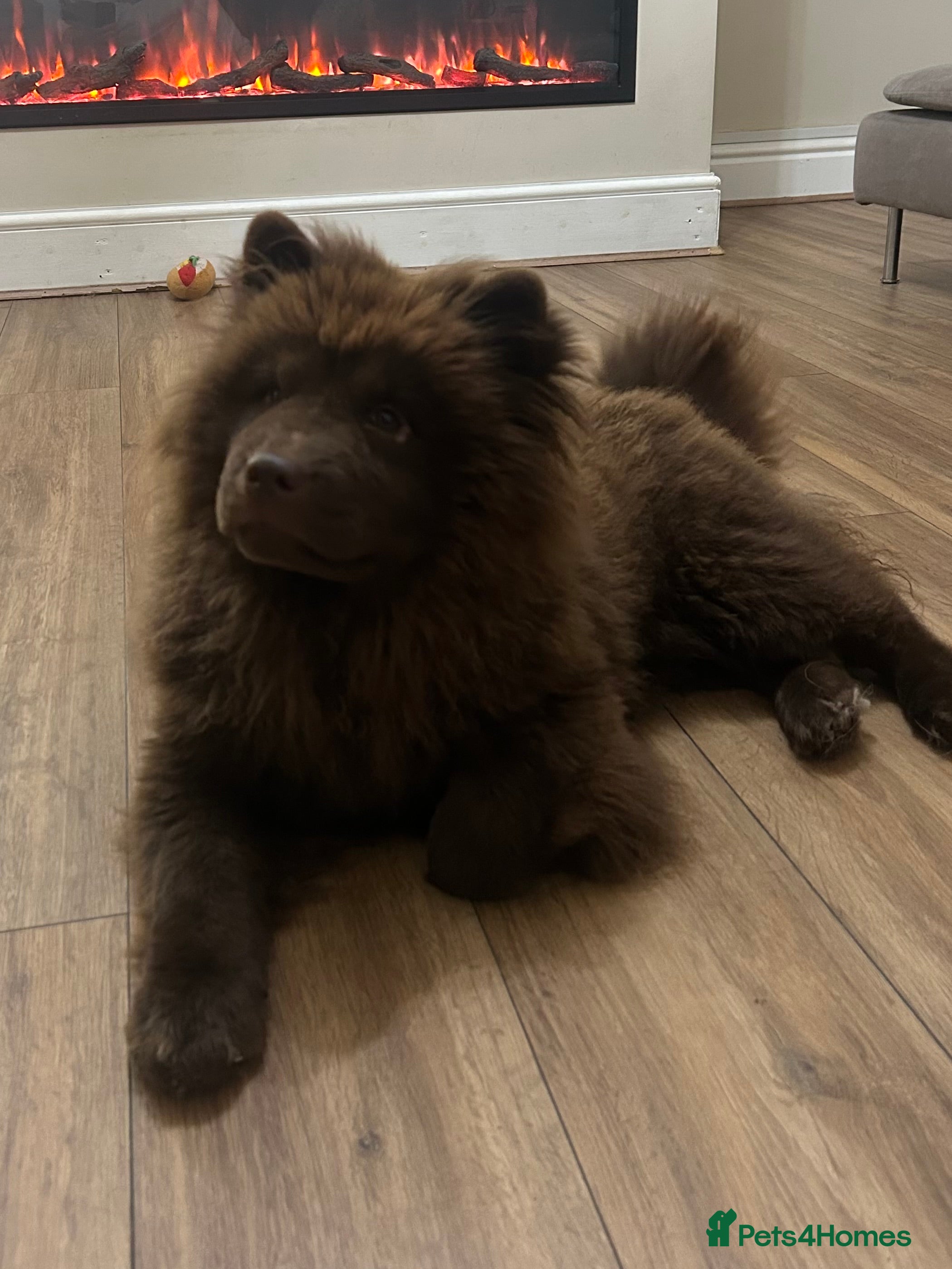 Chow Chow dogs Chocolate chow chow - Advert 4