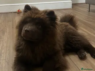 Chow Chow dogs Chocolate chow chow - Advert 4