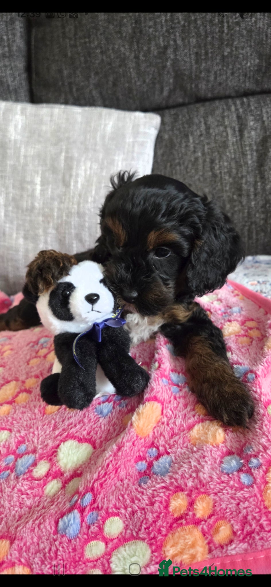 Cockapoo dogs Merle F1b Cockapoo Pups *Last 2* - Advert 1