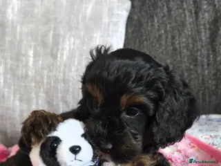 Cockapoo dogs Merle F1b Cockapoo Pups *Last 2* - Advert 1