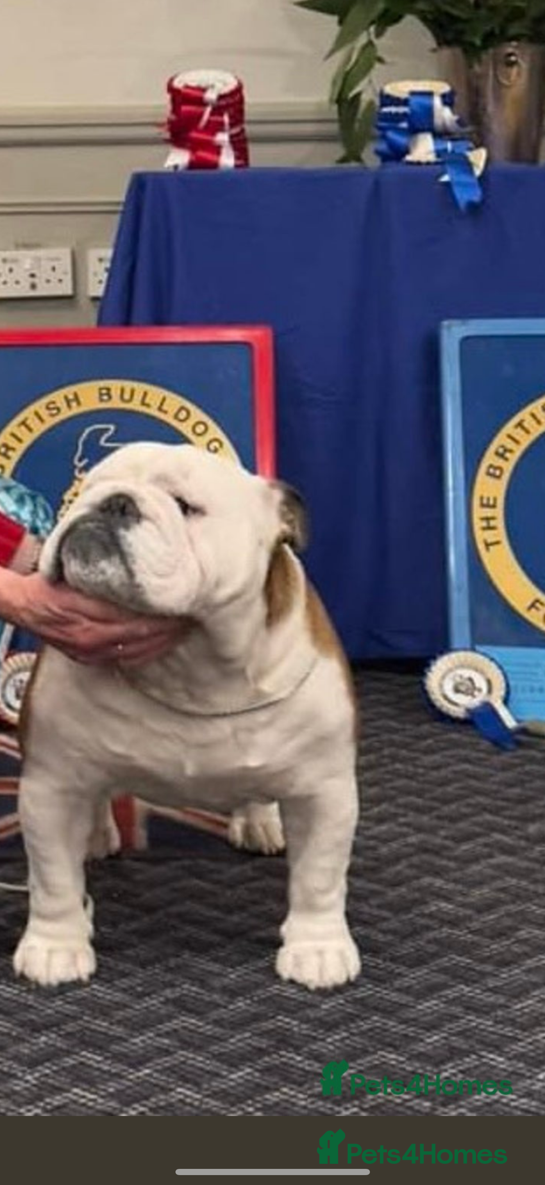 English Bulldog dogs for sale: KC Reg Traditional English Bulldog puppies - Image 21