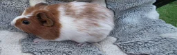 Guinea Pig rodents for sale: I have some teddy cross babies available 2 reserve - Advert 8