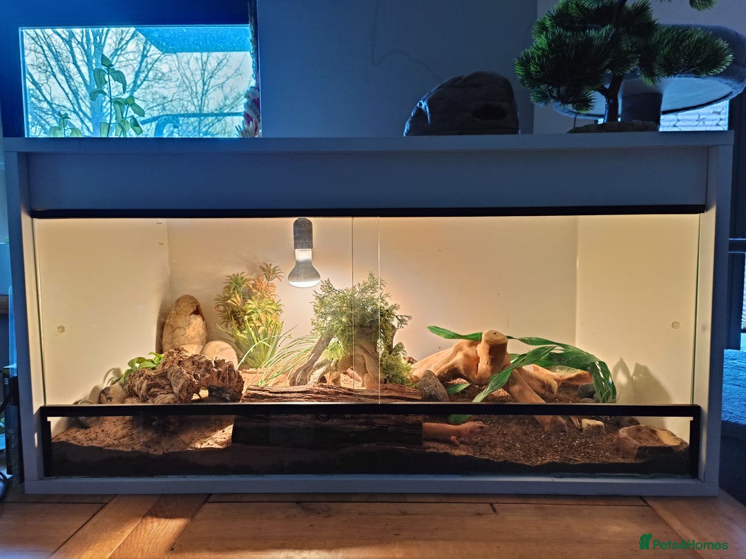 Leopard Gecko reptiles for sale: Female Leopard Gecko with Full Set-Up - Advert 7