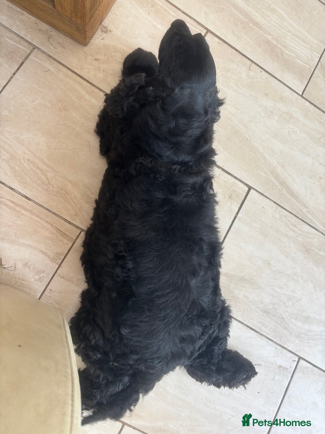 Cocker Spaniel dogs for sale: Retirement home  - Image 22