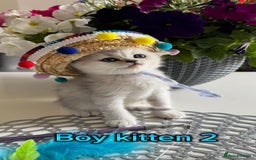 Scottish Fold cats for sale: 4 Scottish Straight Boys  - Image 1