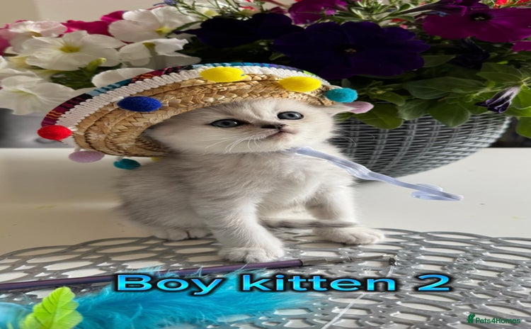 Scottish Fold cats - Advert 1