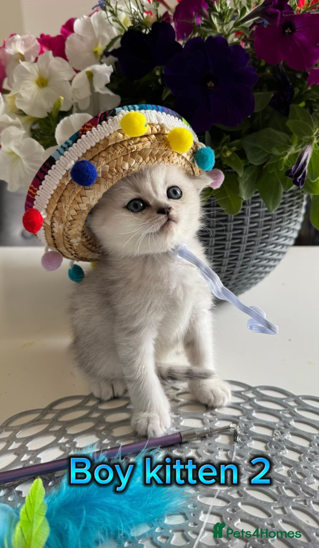 Scottish Fold cats for sale: 4 Scottish Straight Boys  - Image 1