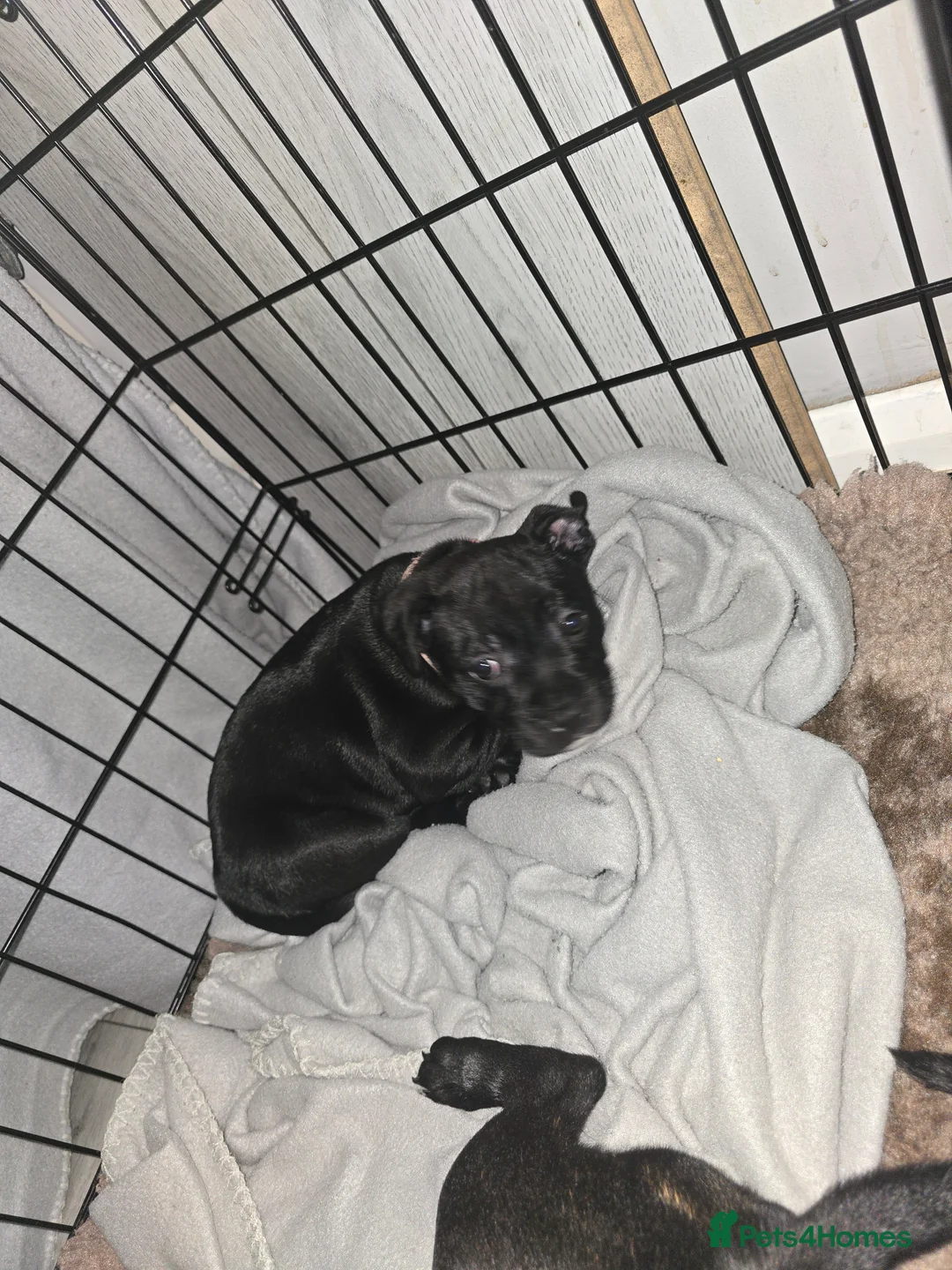 Staffordshire Bull Terrier dogs for sale: Staffordshire bullterrier (LAST 1 ) ready to go - Advert 23