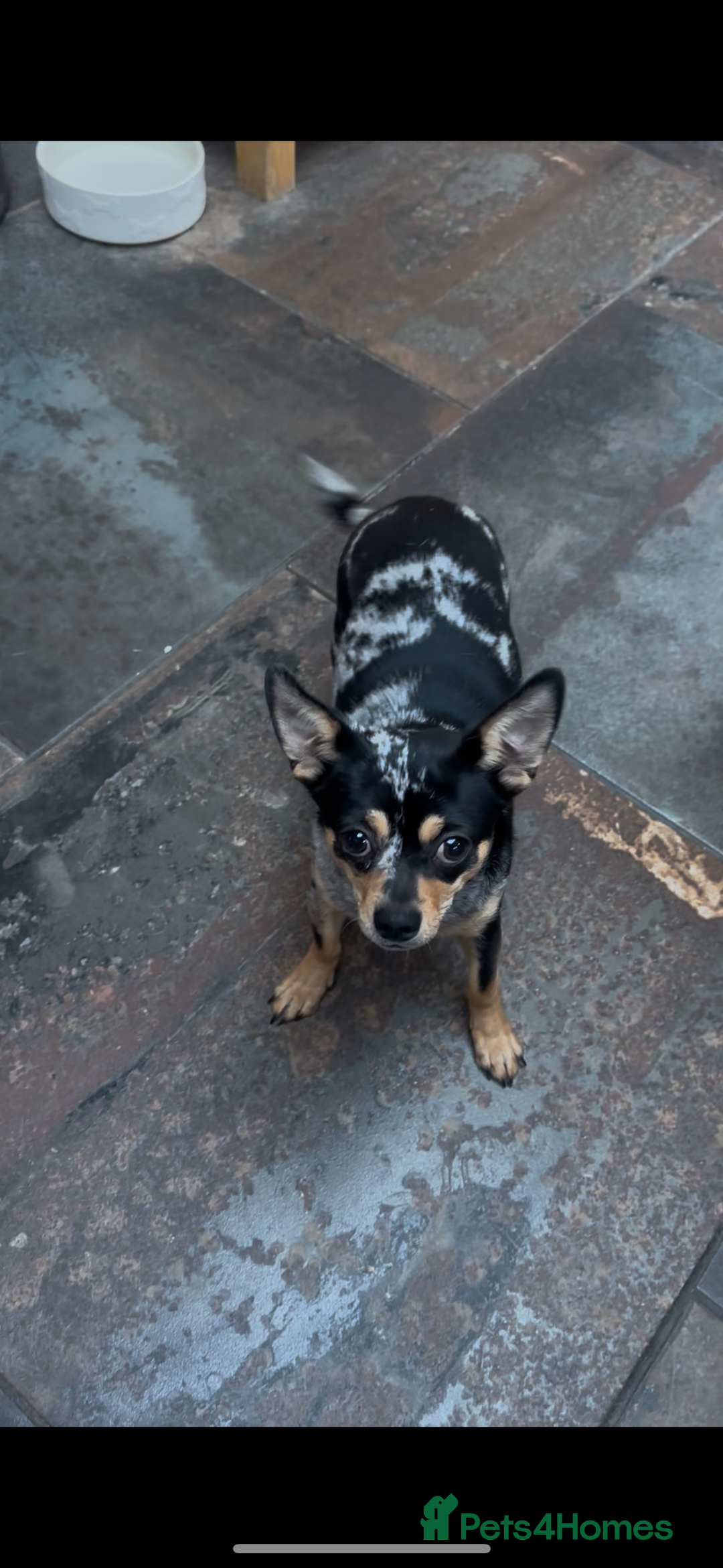 Chihuahua dogs for sale: Merle Stunning Little Girl - Advert 1