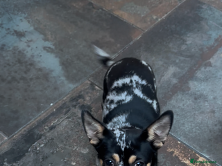 Chihuahua dogs Merle Stunning Little Girl - Advert 1