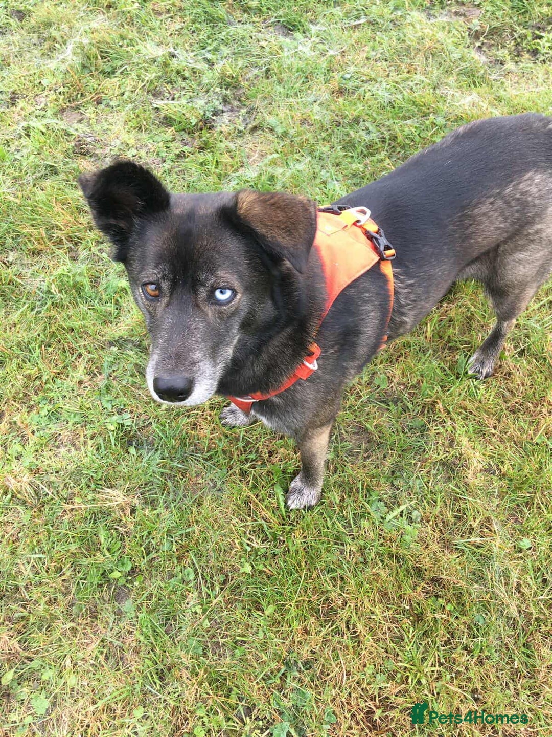 Mixed Breed dogs for adoption: WILLOW - EXPERIENCE REQUIRED  - Advert 3