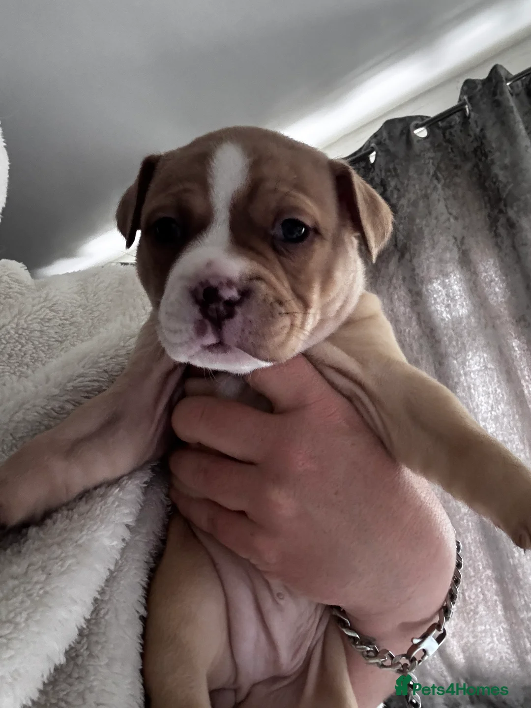 American Bully dogs for sale: Pocket bully pups ready for they forever home  - Advert 9