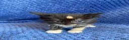 Maine Coon cats for sale: Mainecoon x  - Advert 20