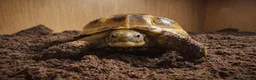 Tortoise reptiles for sale: Baby Horsfield Tortoises and Set Ups! - Advert 7