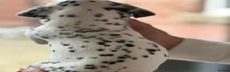 Dalmatian dogs for sale: Black and white puppies  - Advert 22