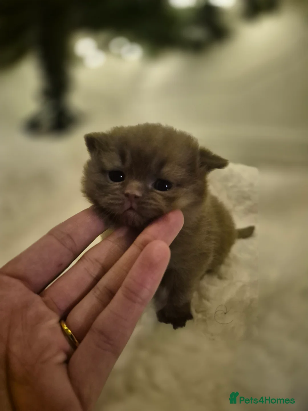 British Shorthair cats for sale: 2 GCCF female British short hair kittens  - Advert 6