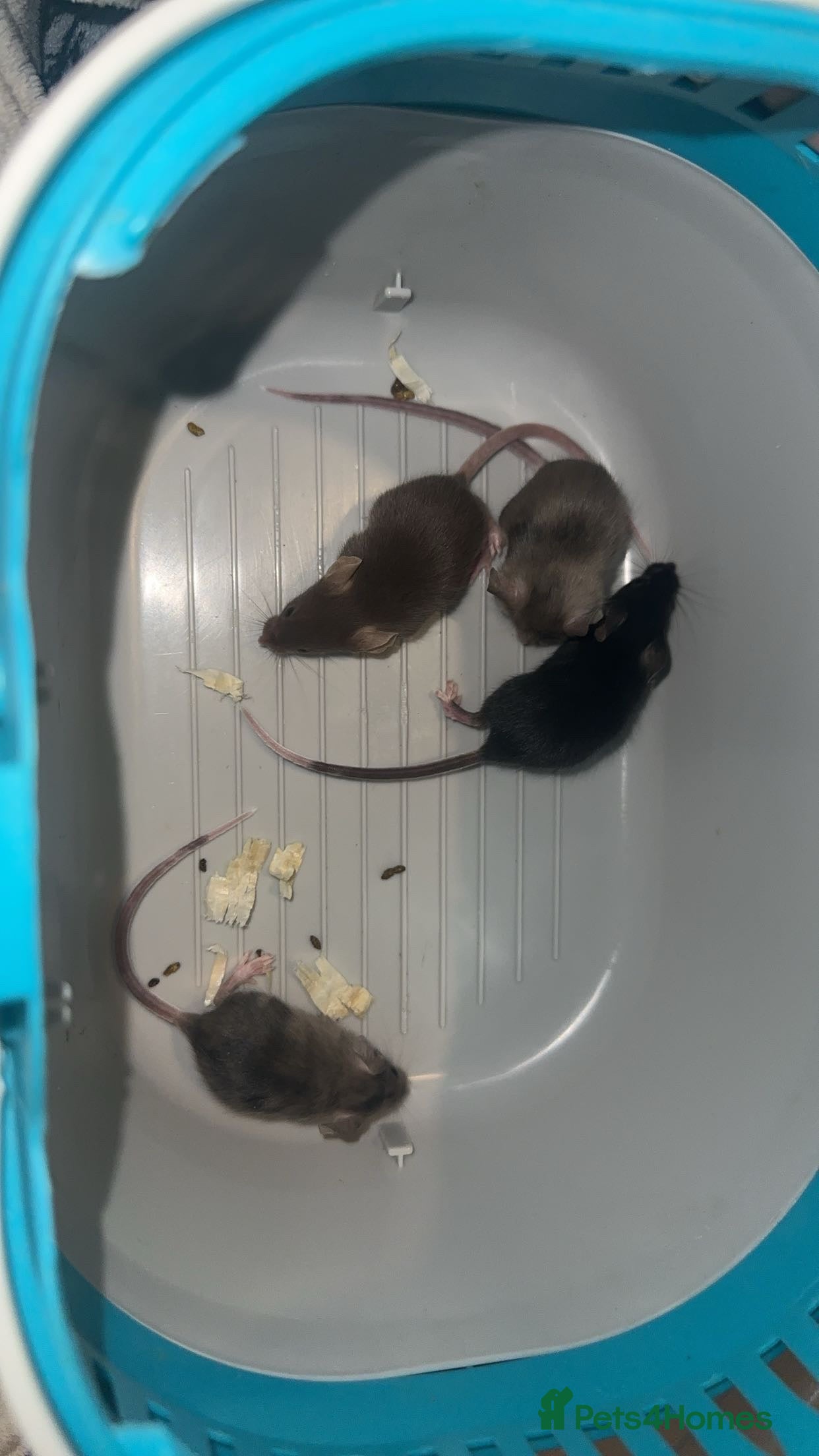 Mouse rodents Fancy mice  - Advert 1