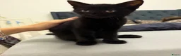 Mixed Breed cats for sale: Adorable black kitten male for Adoption  in Chertsey - Advert 4