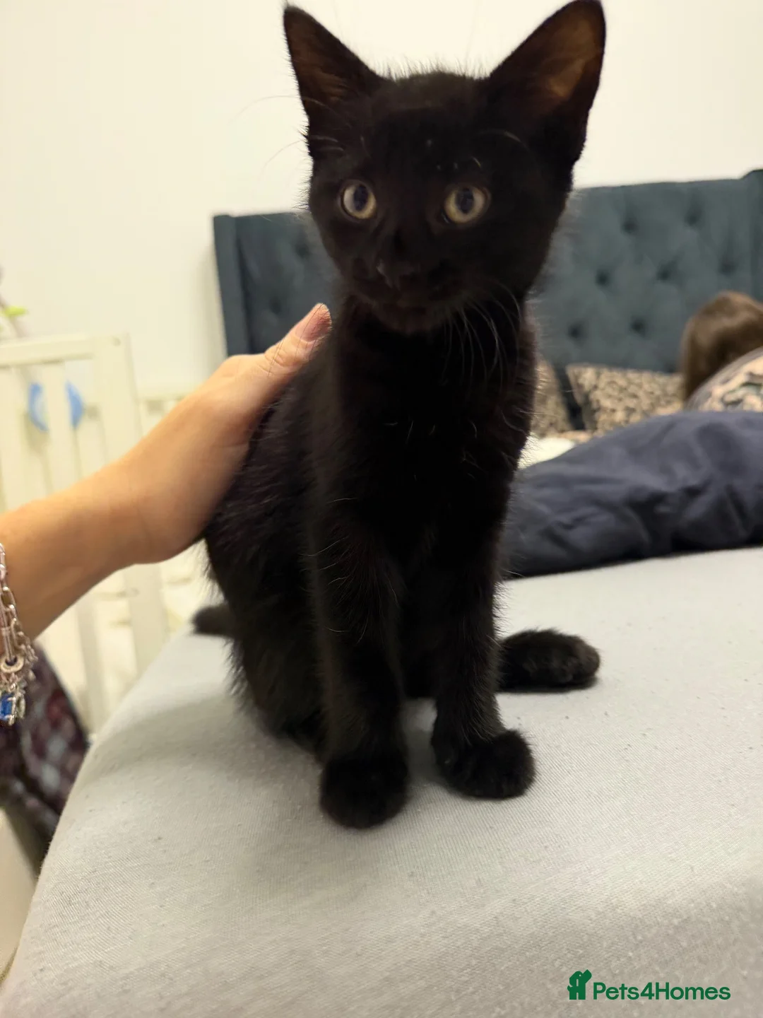 Mixed Breed cats for sale: Adorable black kitten male for Adoption  in Chertsey - Advert 4