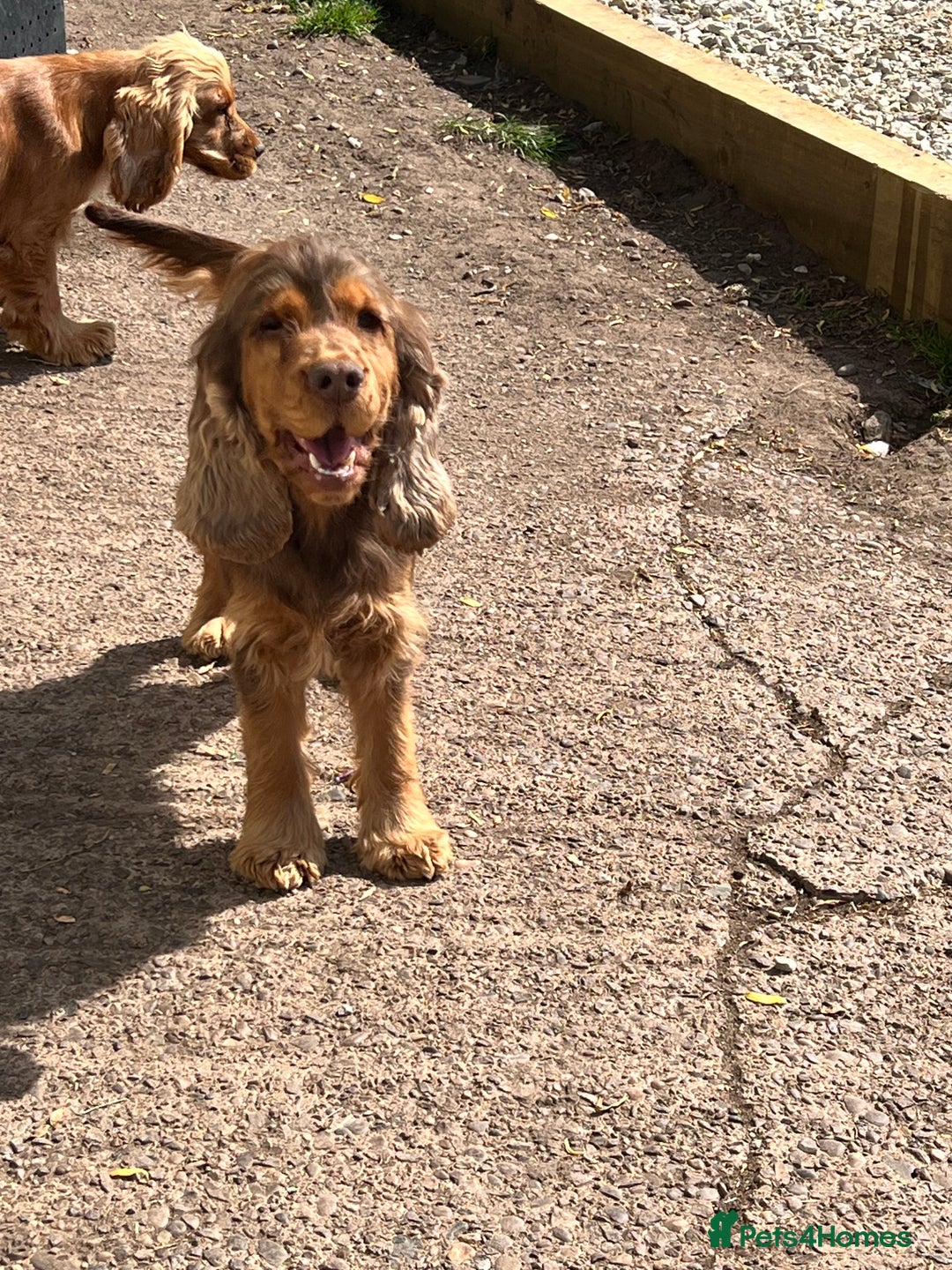 Cocker Spaniel dogs for sale: Adult kc reg show cockers  - Advert 3