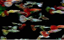 Shrimps fish for sale: Red/crystal red shrimps also baby guppies for sale - Image 4