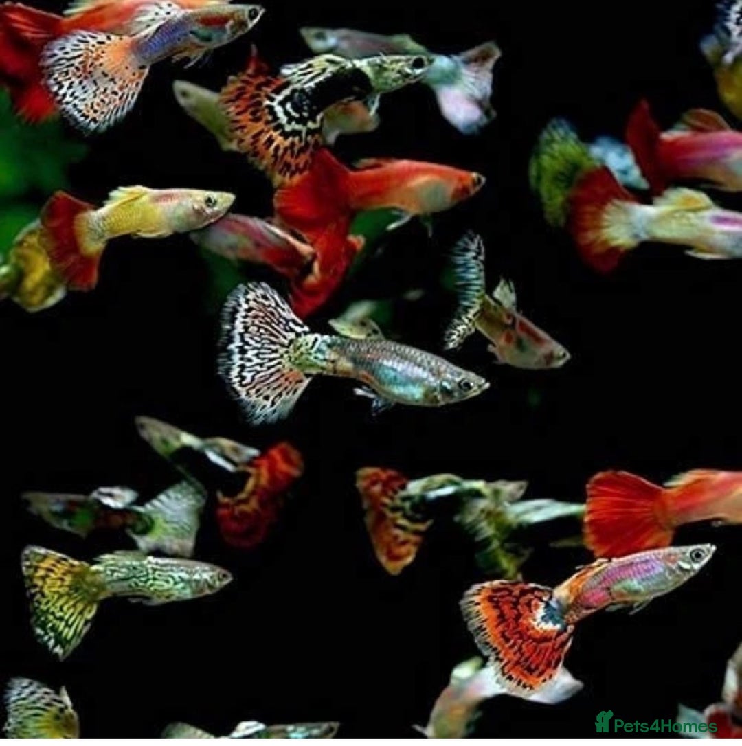 Shrimps fish for sale: Red/crystal red shrimps also baby guppies for sale - Image 4