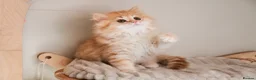 British Longhair cats for sale: VET BRED LAP CAT GCCF KITTENS NOW + WAITLIST - Advert 1
