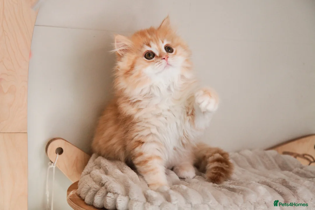 British Longhair cats for sale: VET BRED LAP CAT GCCF KITTENS NOW + WAITLIST - Advert 1