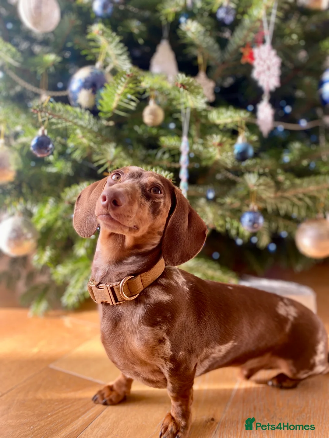 Miniature Dachshund dogs for stud: KC Reg MONDAY MAGIC Miniature Dachshund for Stud - Advert 2