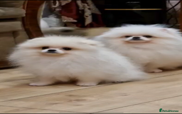 Pomeranian dogs for sale: Russian bloodline pomeranian girl - Image 3