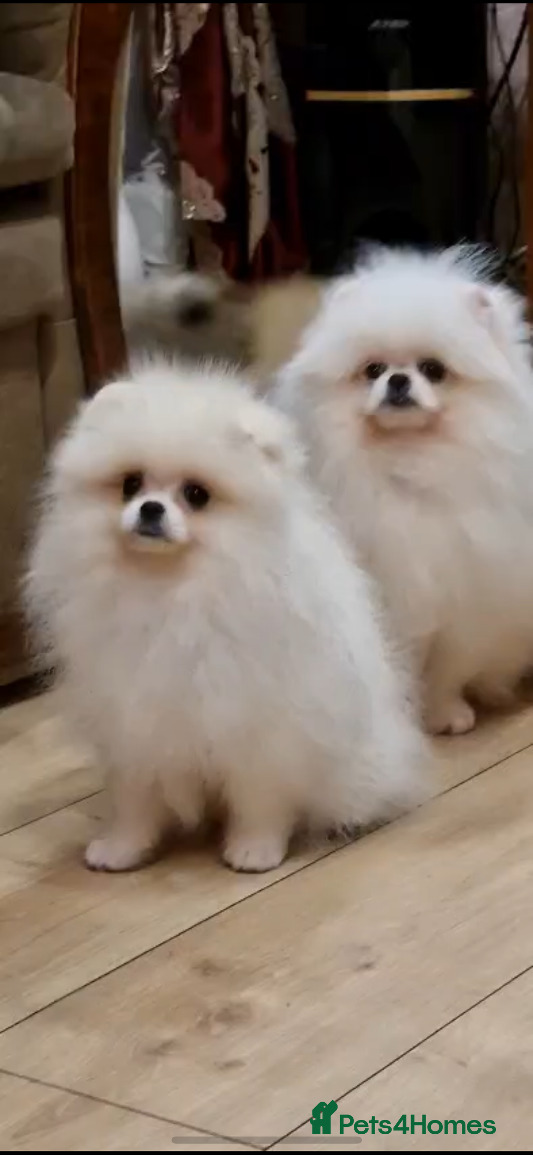 Pomeranian dogs for sale: Russian bloodline pomeranian girl - Image 3