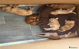 Cockapoo dogs for sale: Beautiful F2 Cockapoo Puppies - Image 6