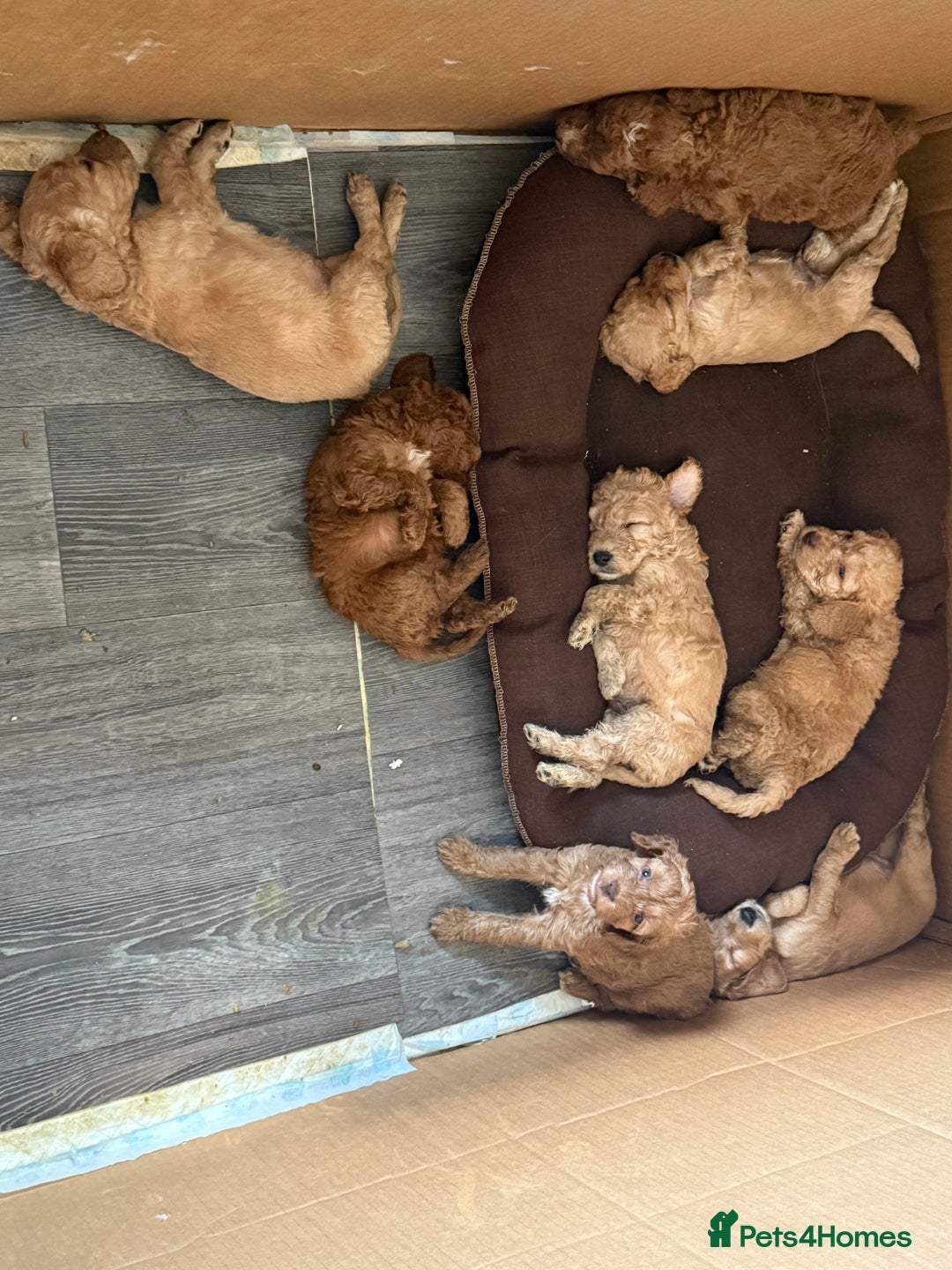 Cockapoo dogs for sale: Beautiful F2 Cockapoo Puppies - Image 6