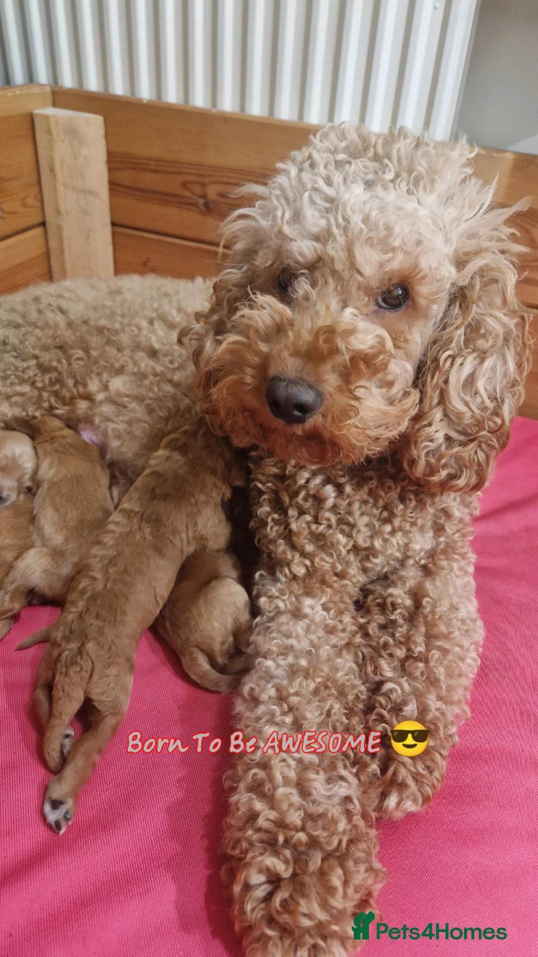 Cockapoo dogs for sale: Cockapoo puppies - Advert 1