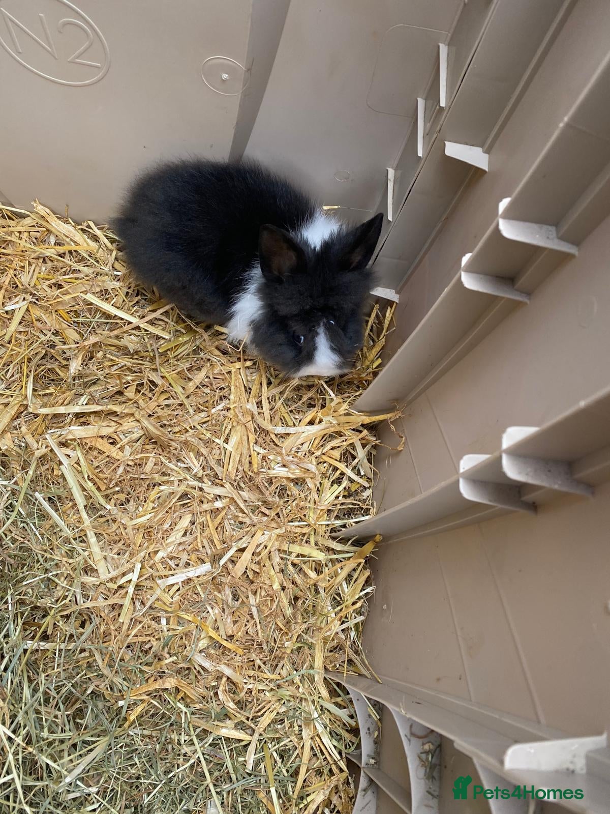 Mini Lion Lop rabbits for sale: Two male bunnies - Advert 1