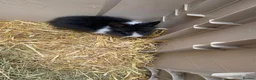 Mini Lion Lop rabbits for sale: Two male bunnies - Advert 1