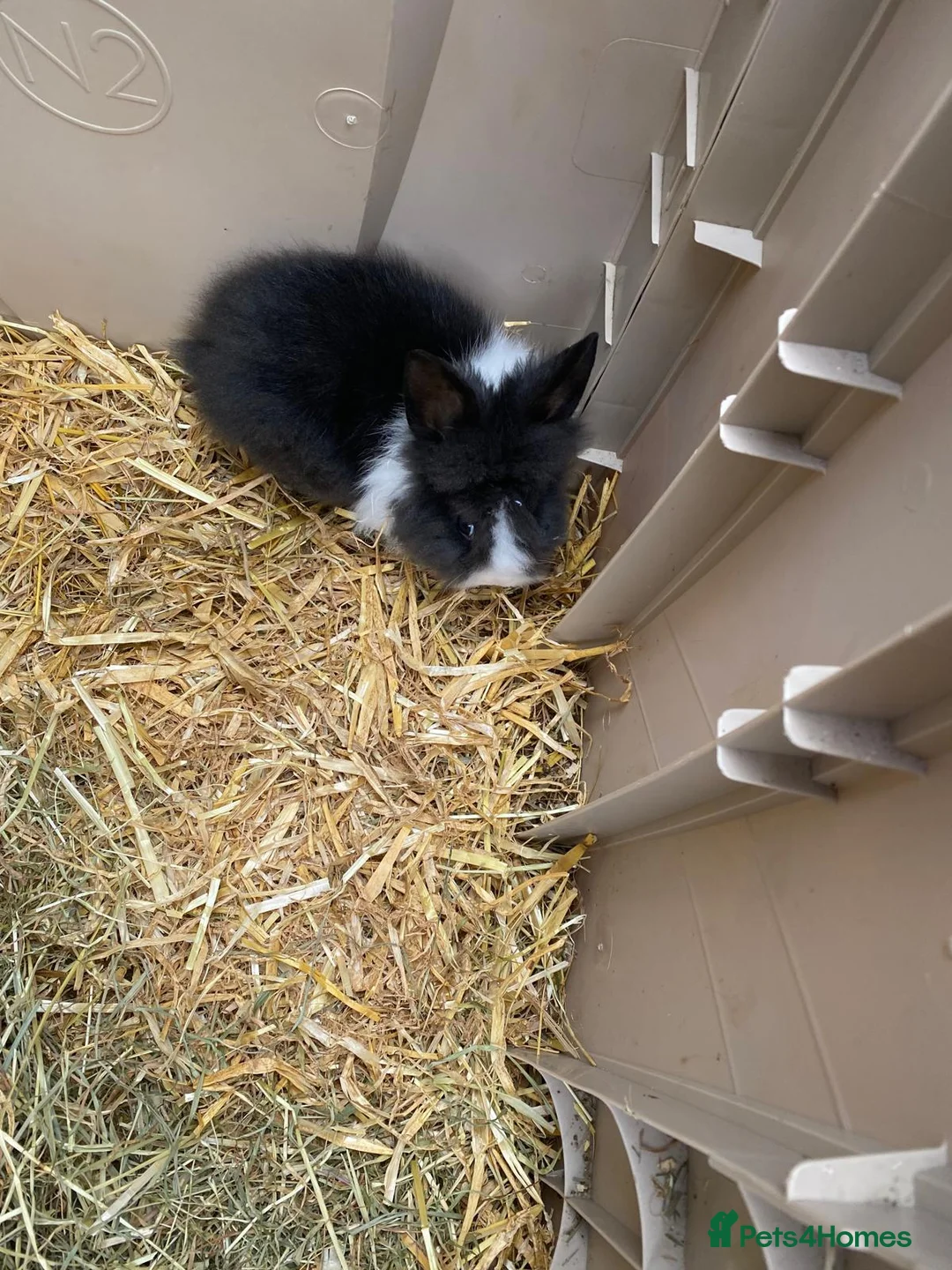 Mini Lion Lop rabbits for sale: Two male bunnies - Advert 1